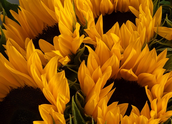 Символика цветов: что значит Ваш букет