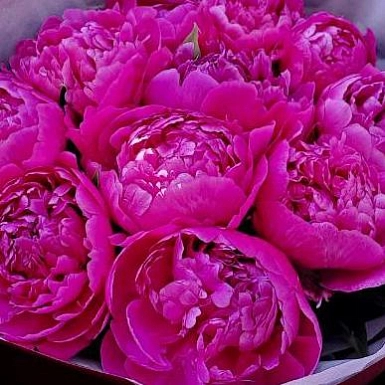 11 местных пионов в оформлении - фото 3