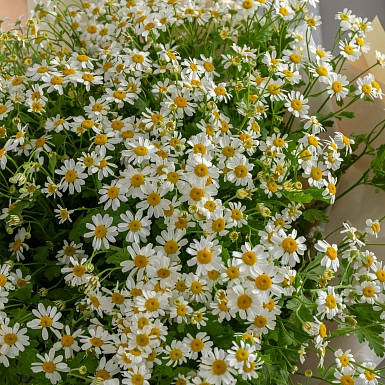 Букет из ромашек "Камилла" - фото 4