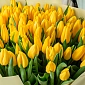 Букет из желтых тюльпанов "Алтынай" - фото 5