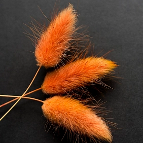 Купить сухоцветы в Алматы