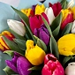 Букет из 51 тюльпана яркий микс - фото 5