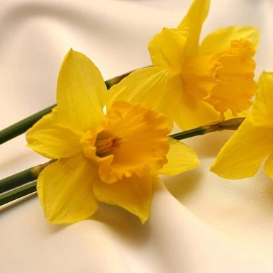 Букет из 15 нарциссов - фото 3