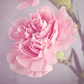 Илюстрация купить гвоздики в Алматы Купить гвоздики в Алматы