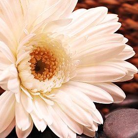 Илюстрация купить герберы в Алматы Купить герберы в Алматы