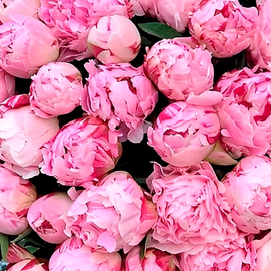 Букет из 101 розового пиона - фото 5