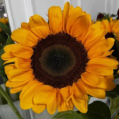 Букет из подсолнухов 5 шт. - фото 6