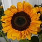 Букет из подсолнухов 5 шт. - фото 6