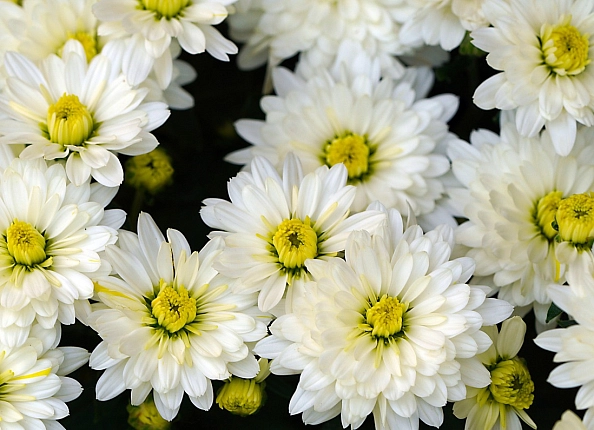 Илюстрация к Какие цветы долго стоят? Какие цветы долго стоят?