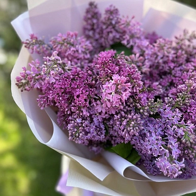 15 веток ароматной сирени - фото 5