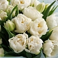 Букет из 25 белых пионовидных тюльпанов - фото 4