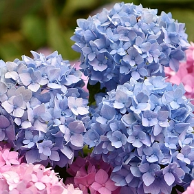 Купить гортензии в Алматы