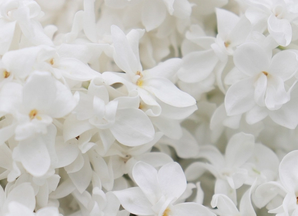 Какие цветы дарят весной?