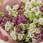 Букет из 25 веток сирени - фото 5