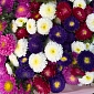 Охапка из 9 пышных микс астр - фото 5