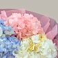 Букет из 3 разноцветных гортензий фото