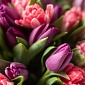 Букет из розовых и фиолетовых тюльпанов "Искушение" S - фото 5