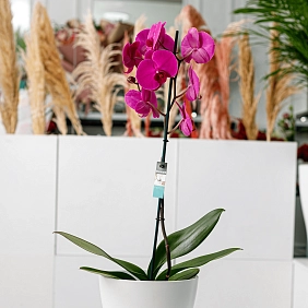 Орхидея Фаленопсис 12-60