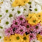 Букет из разноцветных кустовых хризантем S - фото 5