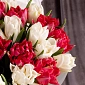 25 пионовидных белых и малиновых тюльпанов - фото 6