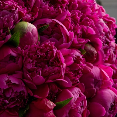 Букет из 151 ярко-розового пиона - фото 5