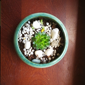 Купить комнатные растения в Алматы