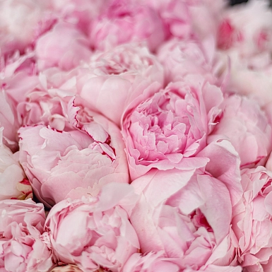 Букет из 25 пионов "Маршмеллоу" - фото 6