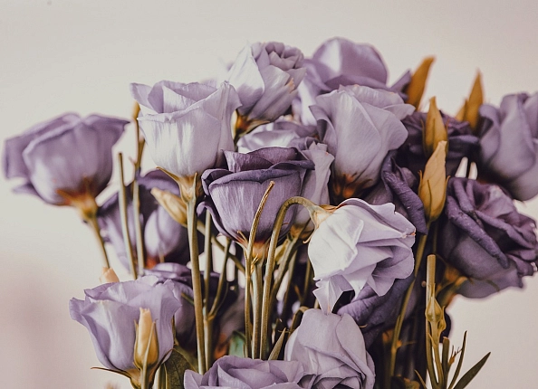 Как реанимировать розы?