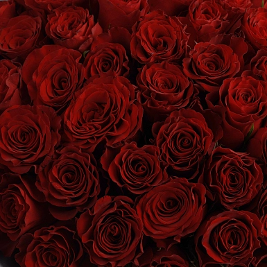 Букет из 51 красных роз 50 см "Тянь-Шань" - фото 5