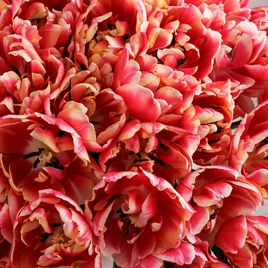 Букет из 51 красно-белого пионовидного тюльпана - фото 5