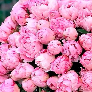 Букет из 101 розового пиона - фото 3