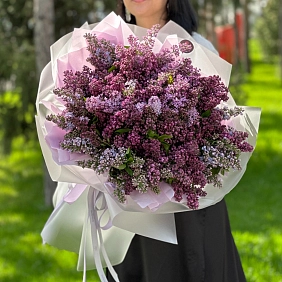 51 ветка ароматной сирени