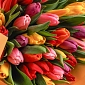 Сет из трех букетов "Яркий микс тюльпанов" - фото 5