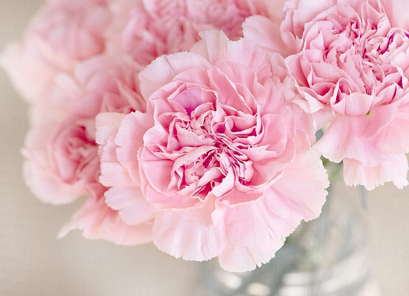 Илюстрация к Какого цвета дарить цветы? Какого цвета дарить цветы?