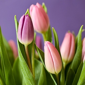 Купить наурыз в Алматы