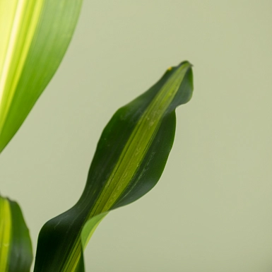 Драцена 17-70 - фото 3