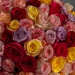 Букет из 151 разноцветной розы 50 см - фото 4