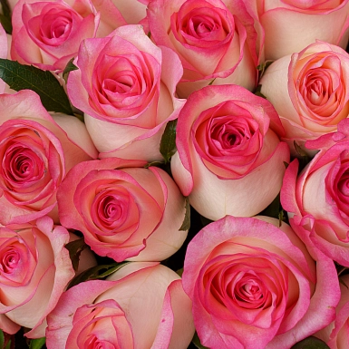 Букет из 51 нежно-розовой розы 50 см "Тянь-Шань" - фото 5