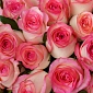 Букет из 51 нежно-розовой розы 50 см "Тянь-Шань" - фото 5
