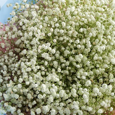 Букет из белых гипсофил 25 шт. - фото 4