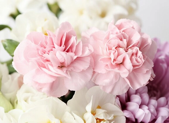 ТОП-5 летних цветов