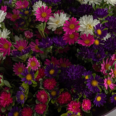 Букет из разноцветных астр S - фото 5