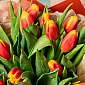 Букет из красно-желтых тюльпанов "Denmark" S - фото 5