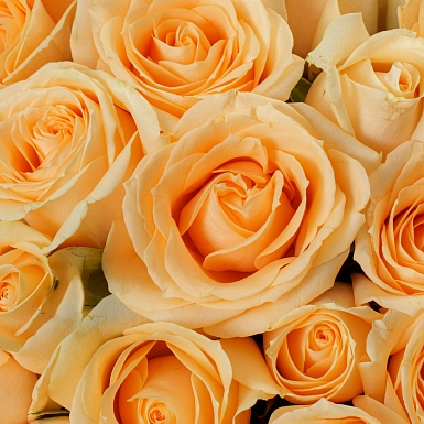 Букет из 51 кремовой розы 50 см "Тянь-Шань" - фото 5