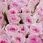 Букет из 51 розовых роз 50 см "Тянь-Шань" - фото 5