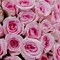 Букет из 101 розовых роз 50 см "Тянь-Шань" - фото 5