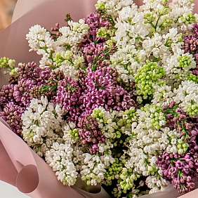 Илюстрация купить сирень в Алматы Купить сирень в Алматы