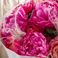 Букет из пионов и кустовой пионовидной розы "Малиновые сны" - фото 4