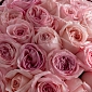 Букет из пионовидных роз Pink Ohara S - фото 5