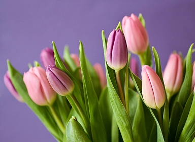 Какие цветы подарить на 8 марта?